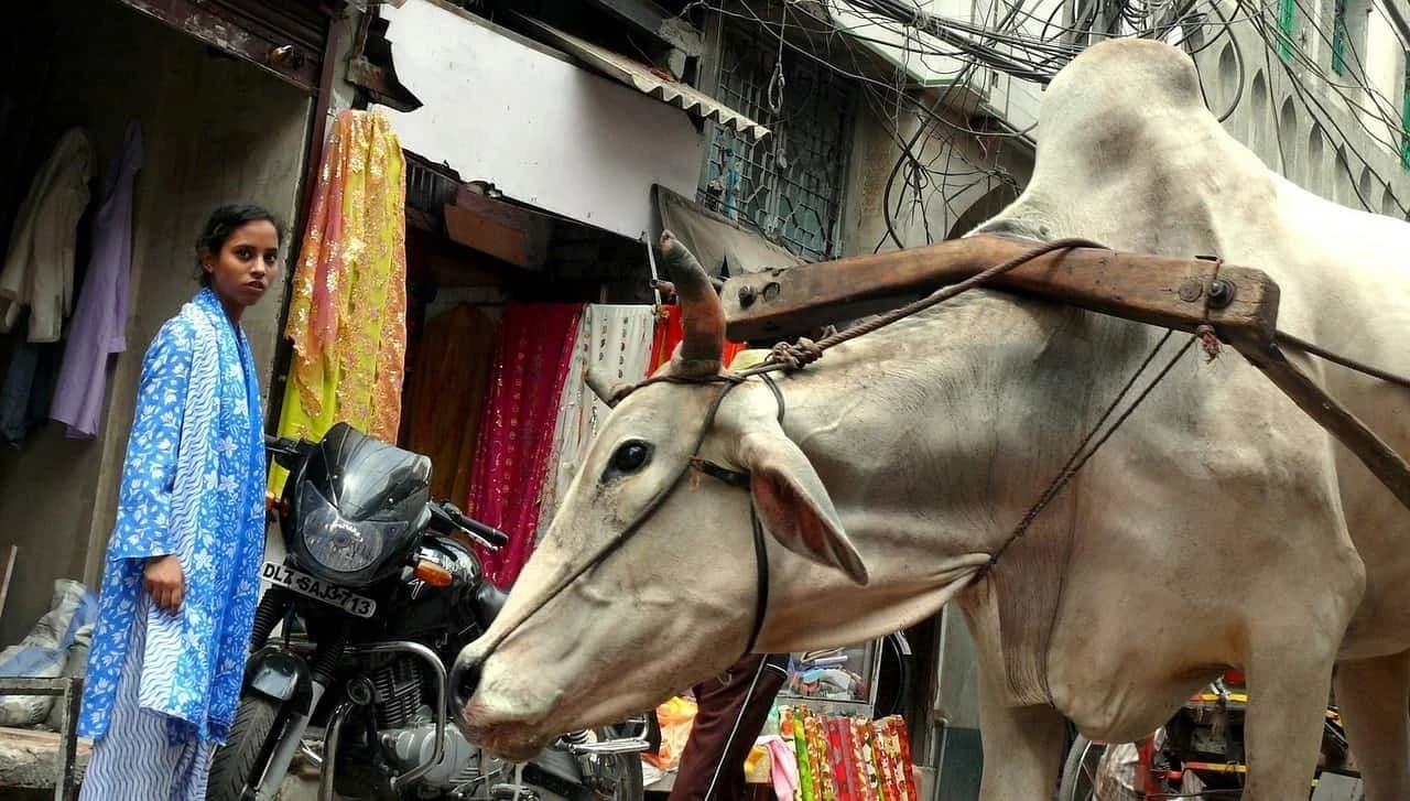 ゲイグループ旅行:インドの素晴らしさ