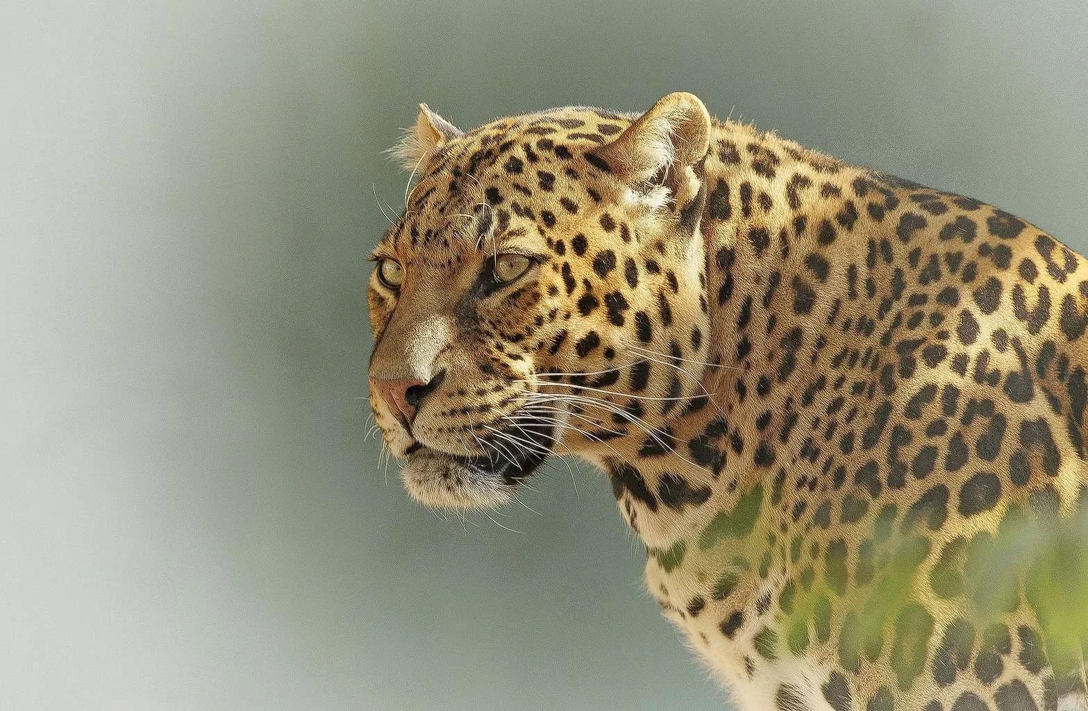 ヒョウ-2798940_1920 ヒョウ-2798940_1920