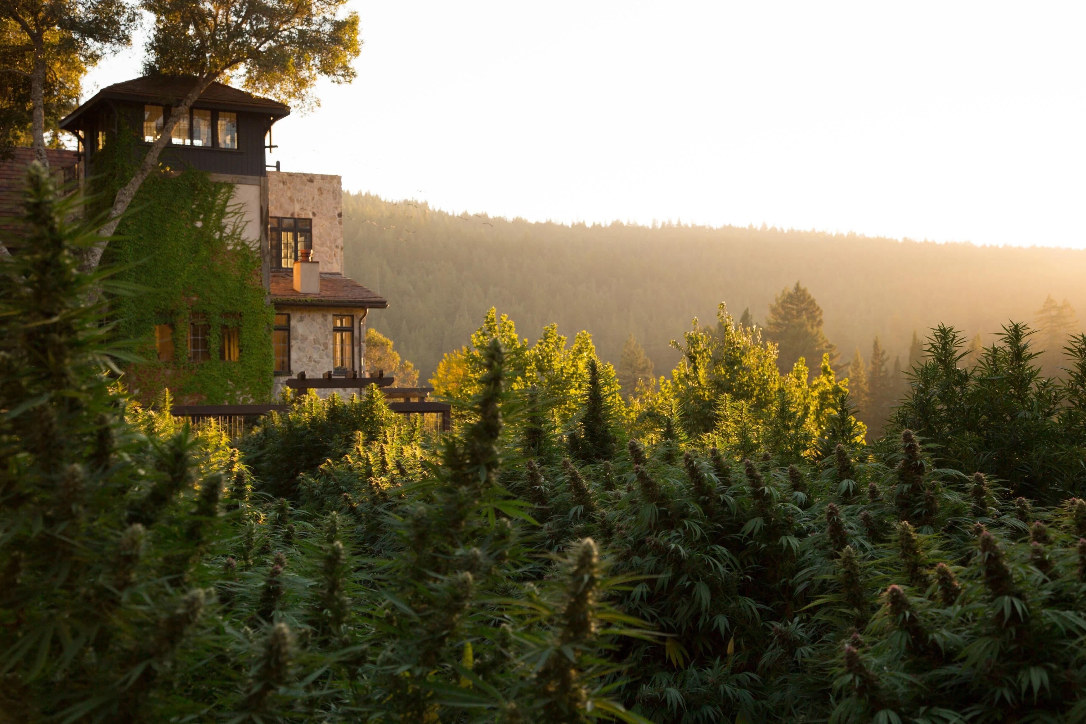 La route du cannabis en Californie